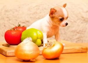Hogyan tudjuk etetni a chihuahua otthon, és nem ad nekik (amit a takarmány egy Chihuahua otthon lehet száraz étrend Chihuahua HTA nem lehet szeretni sajt) Hogyan tudjuk etetni a chihuahua otthon, és nem ad nekik