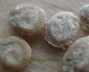A feldolgozás a paradicsom késői üszög (paradicsom) A feldolgozás a paradicsom Phytophthora