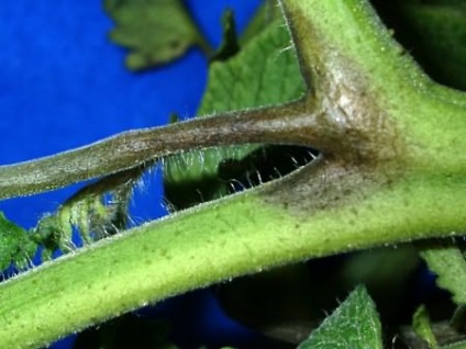A feldolgozás a paradicsom késői üszög (paradicsom) A feldolgozás a paradicsom Phytophthora
