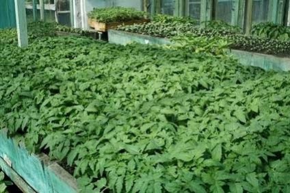 A feldolgozás a paradicsom késői üszög (paradicsom) A feldolgozás a paradicsom Phytophthora
