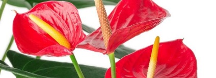 A Anturium szennyeződés (szennyeződéseket) A megtermékenyített Anthurium