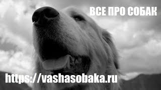Cseh fousek fotó, leírás, jellemzés (fousek drótszőrű vizsla) Cseh fousek fotó, leírás, jellemzés