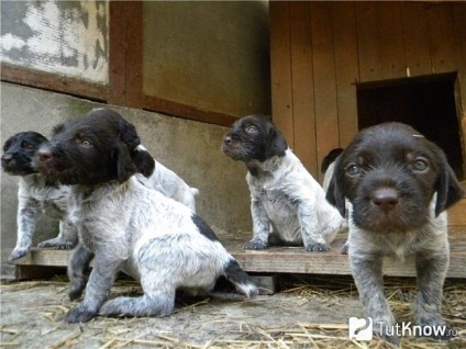 Cseh fousek leírása kutyafajták, kölykök ár