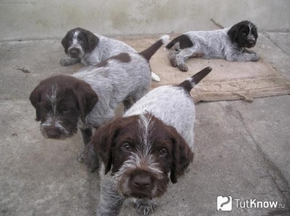 Cseh fousek leírása kutyafajták, kölykök ár