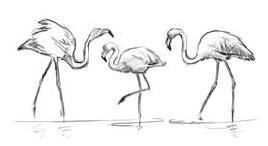 Olvass el egy könyvet arról, hogy mi a suttogó flamingók Online oldal 1