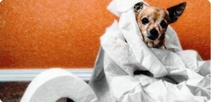 Chihuahua Yorkshire terrier - Okok és mint hasmenés kutyák
