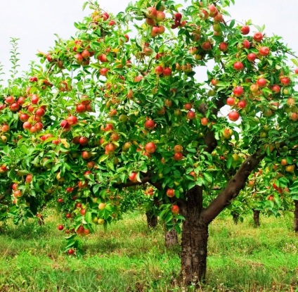 Mit kell tenni, almafa gyümölcsöt terem