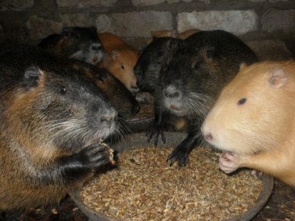 Hogy evés nutria étrend házi készítésű ételeket