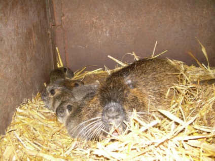 Hogy evés nutria étrend házi készítésű ételeket