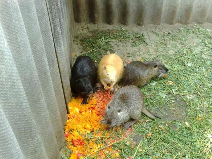 Hogy evés nutria étrend házi készítésű ételeket