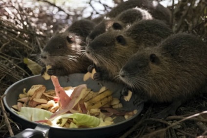 Hogy evés nutria étrend házi készítésű ételeket