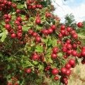 Hogy lehet ültetni közelében almafák