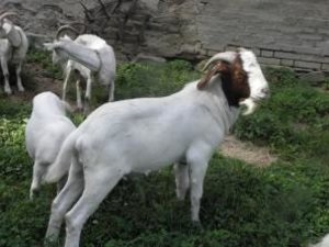 Mit kell tudni a tenyésztési Boer kecske (tenyésztés) Mit kell tudni a tenyésztési Boer kecske