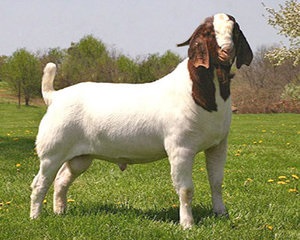 Mit kell tudni a tenyésztési Boer kecske (kötelező) Mit kell tudni a tenyésztési Boer kecske