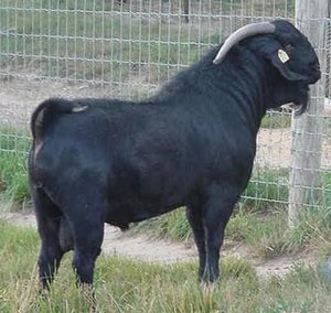 Mit kell tudni a tenyésztési Boer kecske (méh képes) Mit kell tudni a tenyésztési Boer kecske