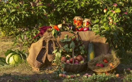 Hogy fel egy almafa alatt, a kertben megfelelő virágok és zöldségek