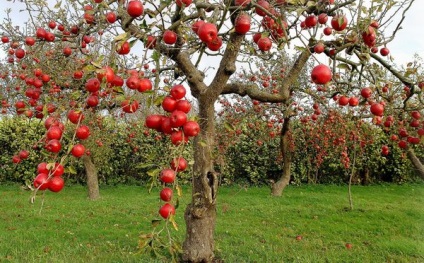 Hogy fel egy almafa alatt, a kertben megfelelő virágok és zöldségek