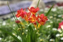 Virág frézia (60 fotó) ültetés és gondozás, nő a kertben, egy fazék, egy üvegház, vetőmag-szaporítás,