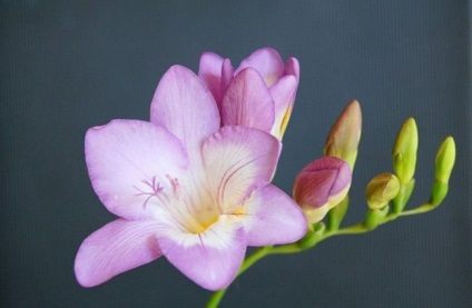 Virág frézia (60 fotó) ültetés és gondozás, nő a kertben, egy fazék, egy üvegház, vetőmag-szaporítás,