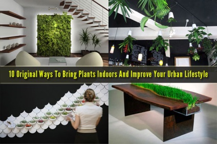 Virágok az ablakpárkányon túl unalmas! 10 legjobb ötletek a hajlam a növények városi lakás