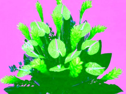 Virág férfi boldogság - Anthurium gondozás, szaporítás és fotó (férfi) Virág férfi boldogság - Anthurium ellátás, reprodukció és fotó