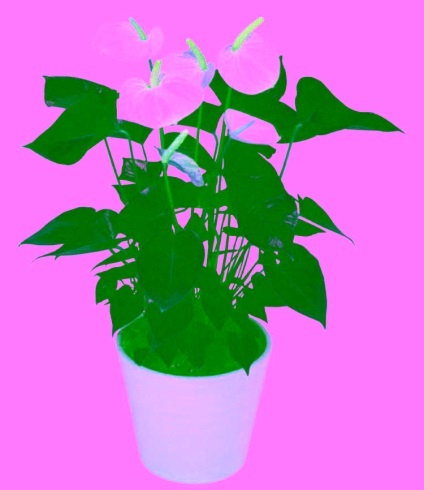 Virág férfi boldogság - Anthurium gondozás, szaporítás és fotó (virág) Virág férfi boldogság - Anthurium ellátás, reprodukció és fotó