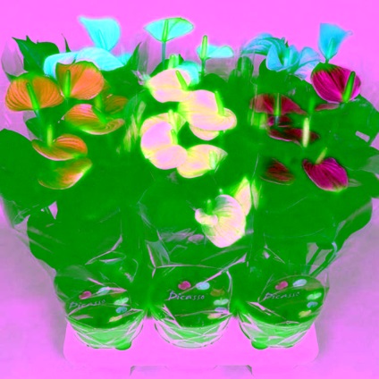Virág férfi boldogság - Anthurium gondozás, szaporítás és fotó (ellátás) Virág férfi boldogság - Anthurium ellátás, reprodukció és fotó
