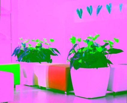 Virág férfi boldogság - Anthurium gondozás, szaporítás és fotó (boldogság) Virág férfi boldogság - Anthurium ellátás, reprodukció és fotó