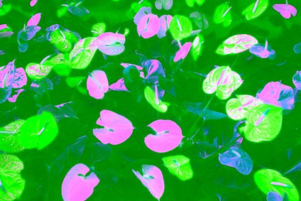 Virág férfi boldogság - Anthurium gondozás, szaporítás és fotó (virág) Virág férfi boldogság - Anthurium ellátás, reprodukció és fotó
