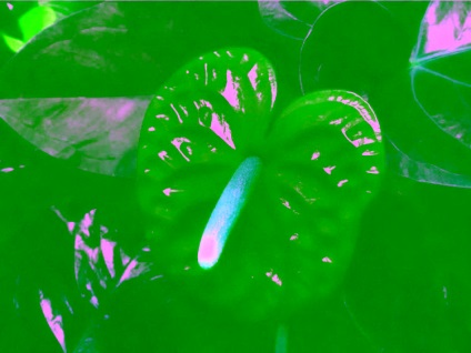 Virág férfi boldogság - Anthurium gondozás, szaporítás és fotó (boldogság) Virág férfi boldogság - Anthurium ellátás, reprodukció és fotó
