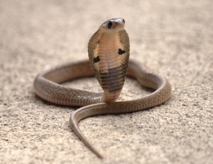 A tíz legnagyobb mérges kígyók a világ