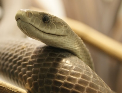 A tíz legnagyobb mérges kígyók a világ