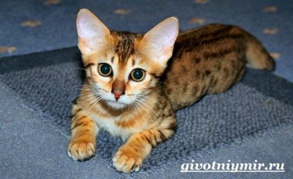 Egyiptomi Mau macska (cat egyiptomi mau) Egyiptomi Mau macska