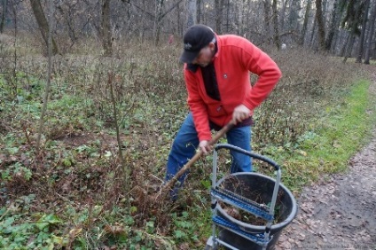 Lucfenyő a kertben, válassza ki a megfelelő, növényi a jogot, hogy érdekel