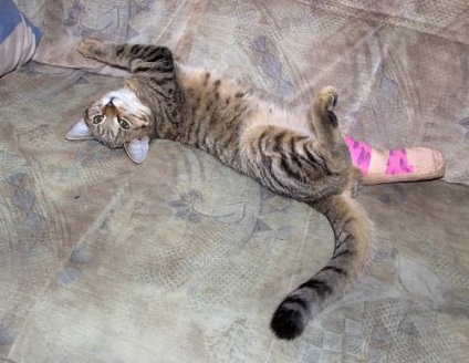 Ha a cica törött láb - egy blog az élet értelmét és az IT