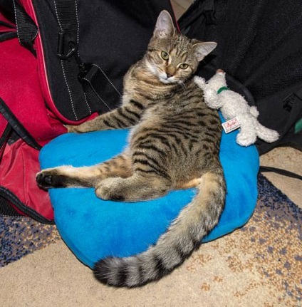 Ha a cica törött láb - egy blog az élet értelmét és az IT