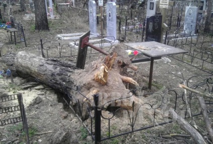 Ha a temetőben kell vágni egy fát, vagy távolítsa el a csonk