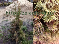 Ha megfeketedett arborvitae, hogy mit kell csinálni, miért blackens arborvitae (Thuja megfeketedett) Ha megfeketedett arborvitae, hogy mit kell csinálni, miért blackens Thuja