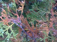 Ha megfeketedett arborvitae, hogy mit kell csinálni, miért blackens Thuja (miért) Ha megfeketedett arborvitae, hogy mit kell csinálni, miért blackens Thuja