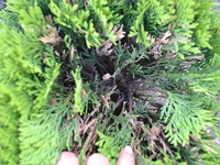 Ha megfeketedett arborvitae, hogy mit kell csinálni, miért blackens arborvitae (Thuja megfeketedett, mit kell tenni) Ha megfeketedett arborvitae, hogy mit kell csinálni, miért blackens Thuja