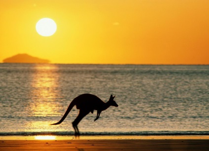 Tedd hím kenguru táska