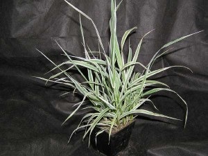Falyaris cukornád, Dieffenbachia (falyaris) Falyaris cukornád, dieffenbachia