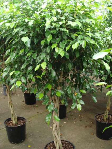 Ficus benjamina omens és babonák, hogyan növekszik