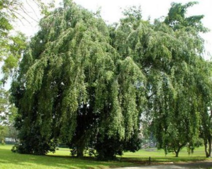 Ficus benjamina omens és babonák, hogyan növekszik