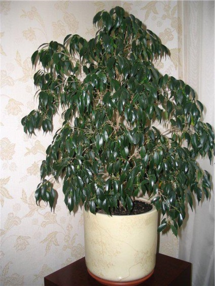 Ficus benjamina omens és babonák, hogyan növekszik