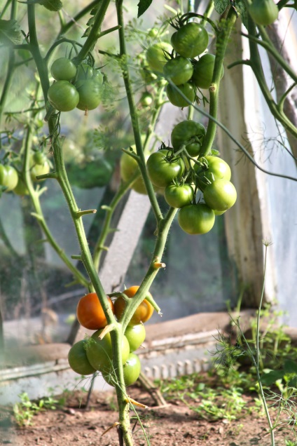 Burgonyavész paradicsom, uborka takácsatka, hogyan kell kezelni