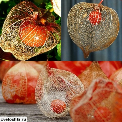 Cape egres dekoratív és ehető fajták fotók, egyre nagyobb a mag