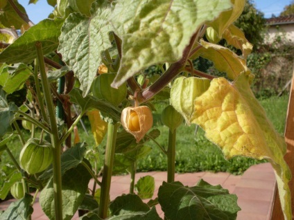 Physalis fotó és fajok termesztése és gondozása növények (faj) Physalis fotó és fajok termesztése és gondozása növények