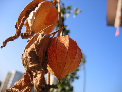 Physalis fotó és fajok termesztése és gondozása növények (növekvő) Physalis fotó és fajok termesztése és gondozása növények