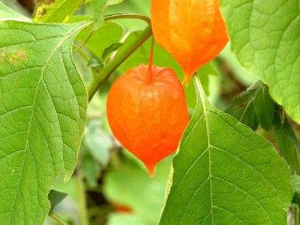 Physalis fotó és fajok termesztése és gondozása növények (növekvő) Physalis fotó és fajok termesztése és gondozása növények